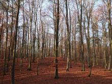 Obszary Nadleśnictwa Gdańsk objęte decyzją o tymczasowym wstrzymaniu pozyskania drewna