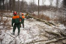Informacja o pracach leśnych na terenie Nadleśnictwa Gdańsk