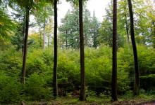 Lasy Trójmiejskie - Od pokoleń w dobrych rękach