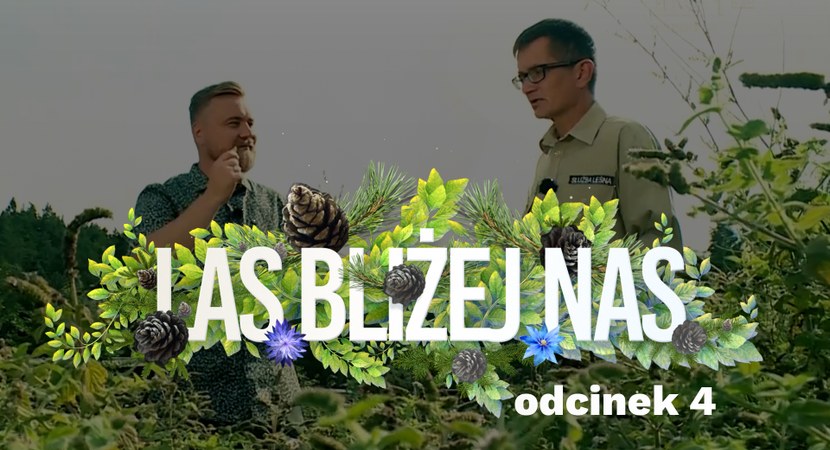 Las bliżej nas w Trójmieście!