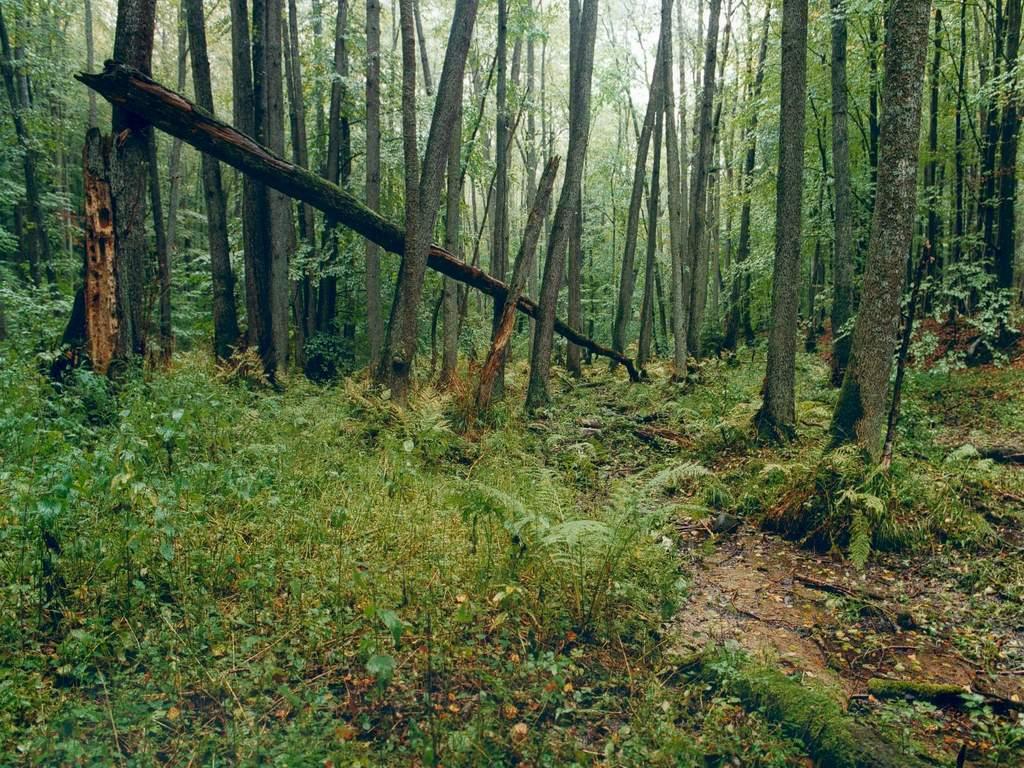 Rezerwat przyrody "Kacze Łęgi", fot. Bogusław Nieznalski