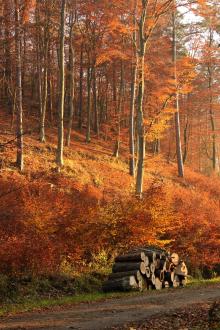 Trójmiejski Park Krajobrazowy