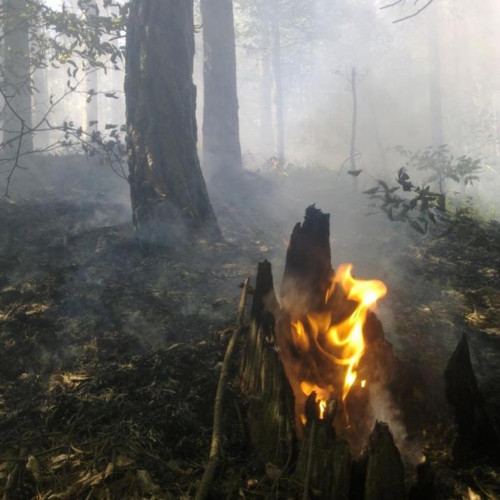 Pożar&#x20;w&#x20;lesie