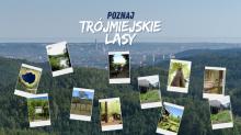 Poznaj trójmiejskie lasy