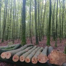 Komunikat w sprawie aukcji drewna